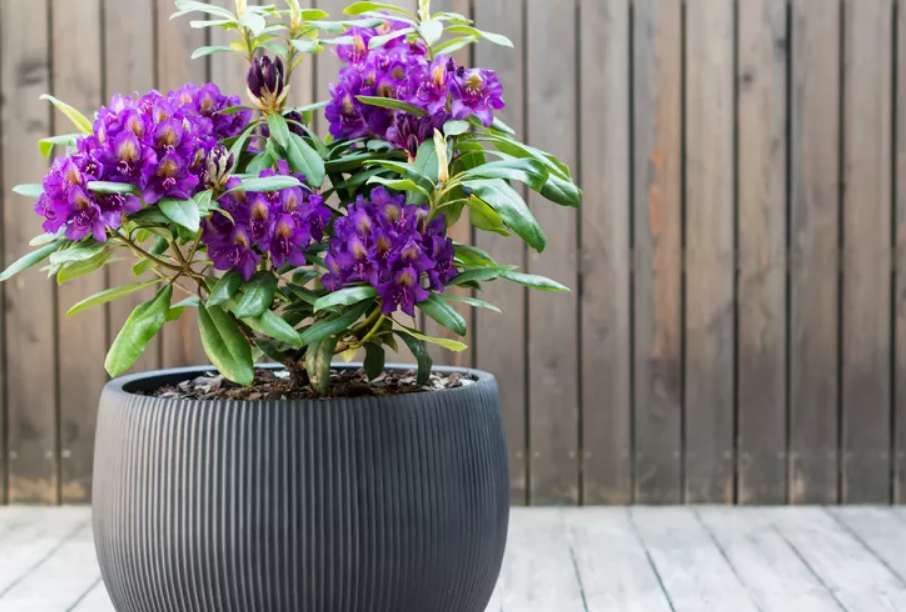 A potted plant with vibrant purple rhododendrons sits on a wooden deck in front of a vertical wooden fence.