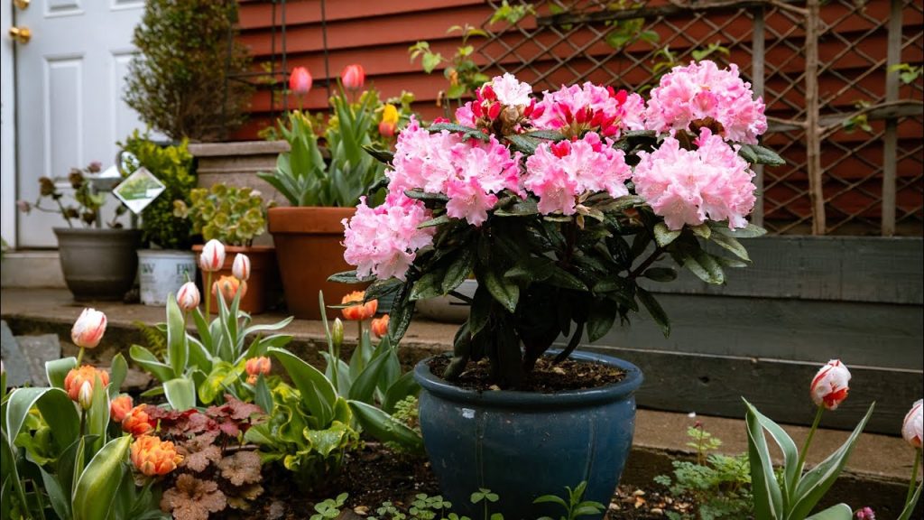 A potted Rhododendron with pink flowers thrives in containers among blooming tulips and other plants in a garden near steps and a red-sided house.