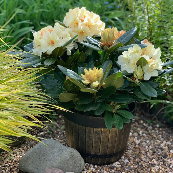 A potted rhododendron with pale yellow flowers sits on a gravel surface in a garden, surrounded by green foliage and rocks—an elegant display of how rhododendrons thrive in containers.