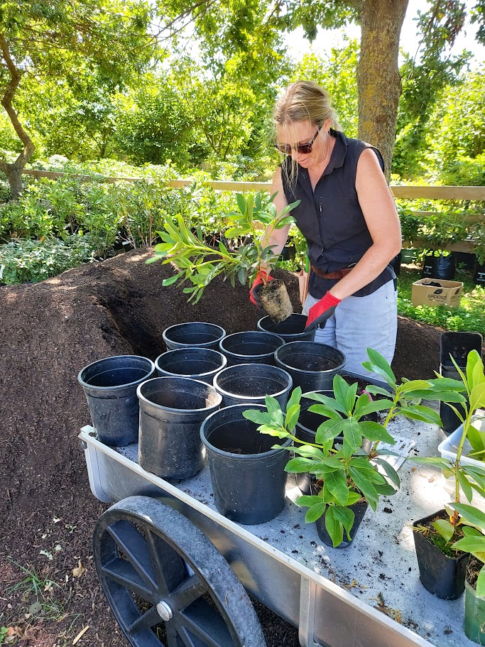 A woman wearing gloves is working on gardening projects, transferring a potted plant into a larger container outdoors, with several empty pots and green plants on a cart nearby.