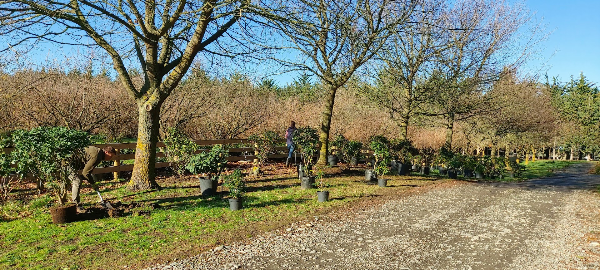 Rows of potted plants, part of ongoing projects, are lined beside a dirt path bordered by leafless trees; a person stands near a wooden fence in the background under a clear sky.