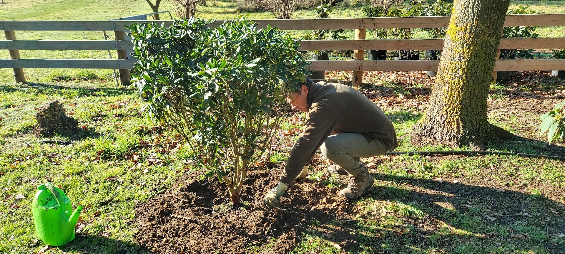 A person crouches next to a newly planted shrub in a grassy yard, adjusting the soil around its base. A green watering can is placed nearby, highlighting one of their recent gardening projects.