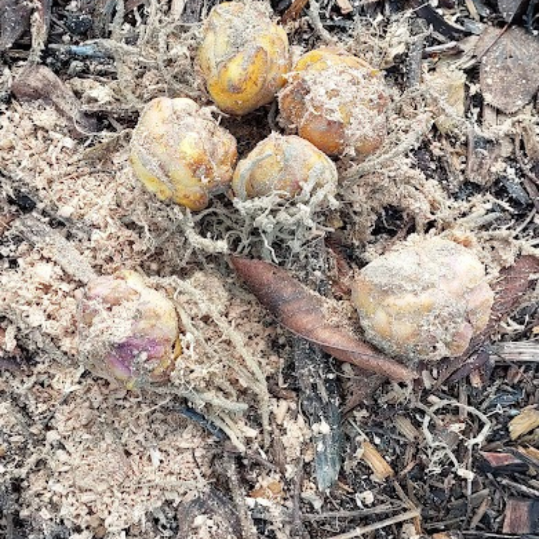 Six yellowish-brown nuts or bulbs covered in sawdust and debris are scattered on the ground with mulch, twigs, and leaves, making a natural setting ideal for a rhodo companion. Six yellowish-brown nuts or bulbs covered in sawdust and debris are scattered on the ground with mulch, twigs, and leaves, making a natural setting ideal for a rhodo companion.