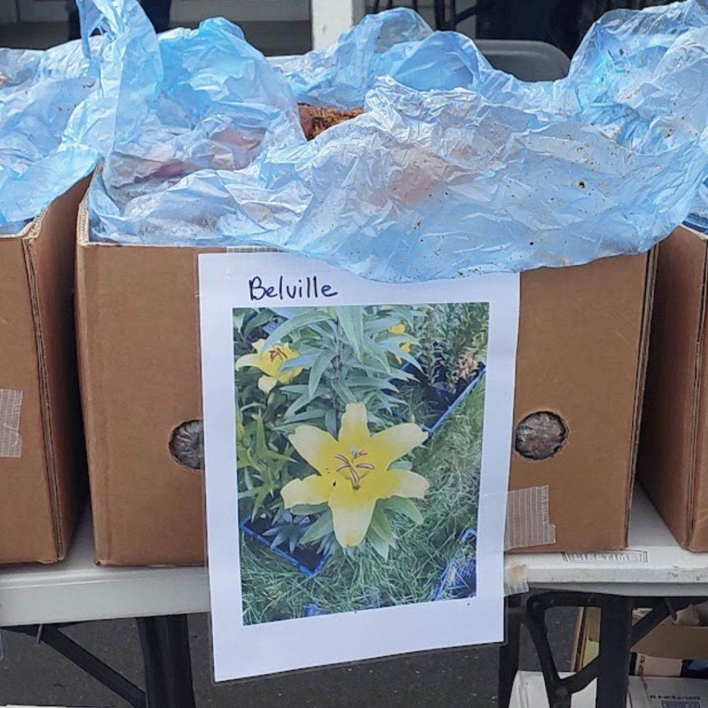 A cardboard box with a blue plastic liner holds bulbs and features a printed photo labeled "Belville," showing a yellow lily—a perfect rhodo companion—taped to the side.