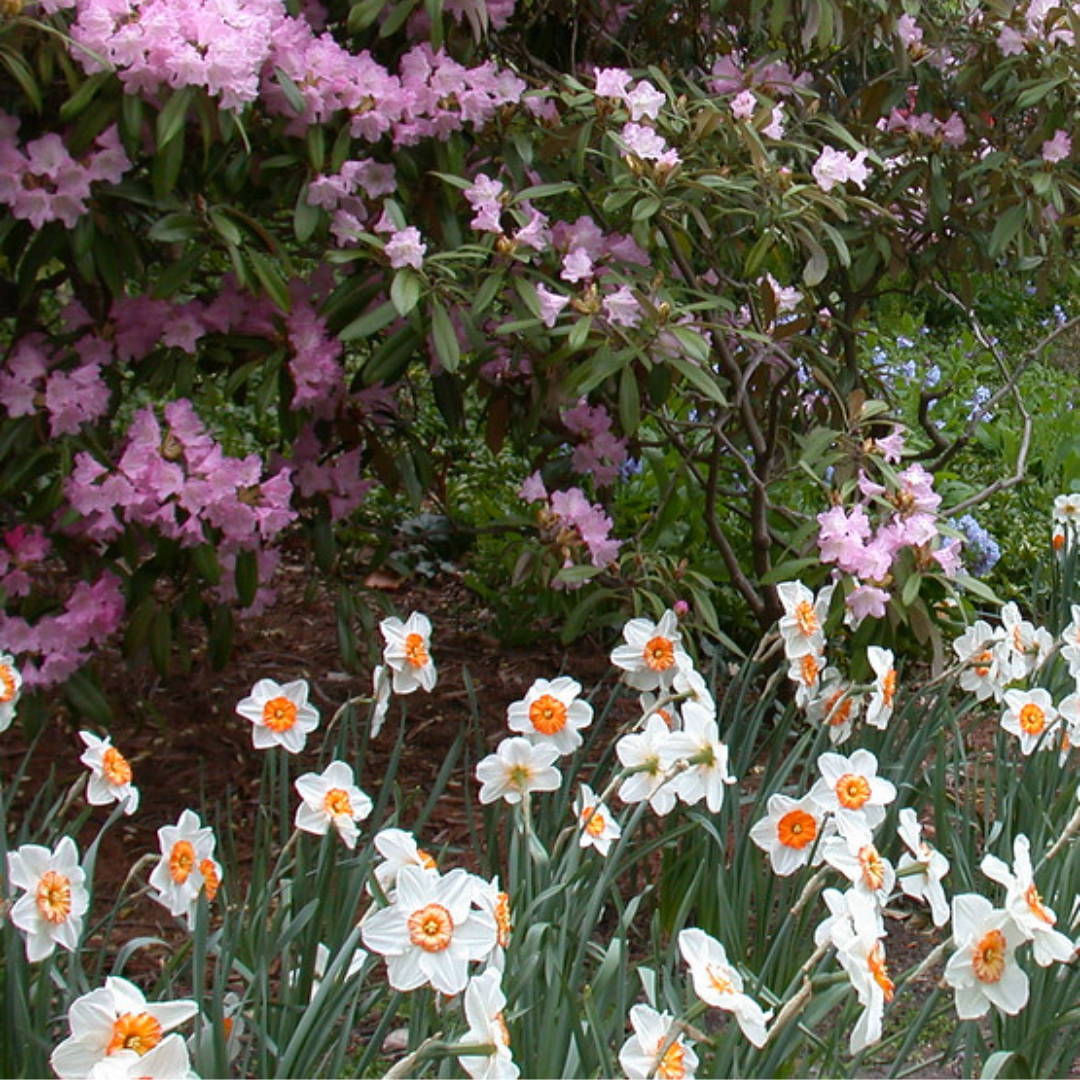 White daffodils with orange centers, classic spring bulbs, bloom in front of a bush covered in pink flowers, making a lovely rhodo companion in the garden. White daffodils with orange centers, classic spring bulbs, bloom in front of a bush covered in pink flowers, making a lovely rhodo companion in the garden.