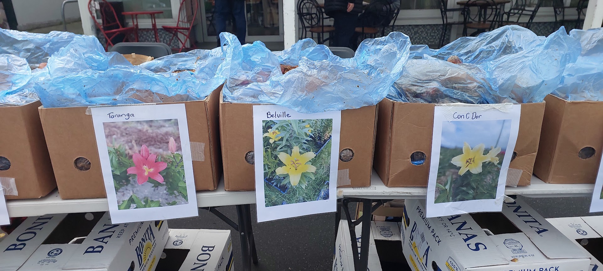 Cardboard boxes with blue plastic liners are labeled with printed photos and names of different flower bulbs and rhodo companion varieties, placed on a table at an outdoor market.