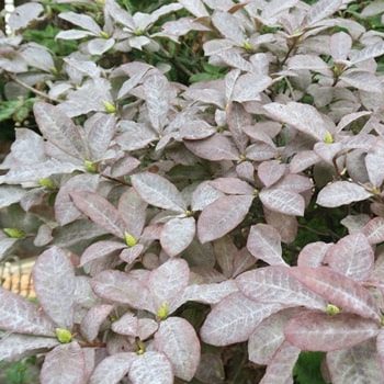 A shrub with dense, dusty pale purple leaves and small yellow-green buds—an ideal subject for a February Growing Guide—photographed outdoors.