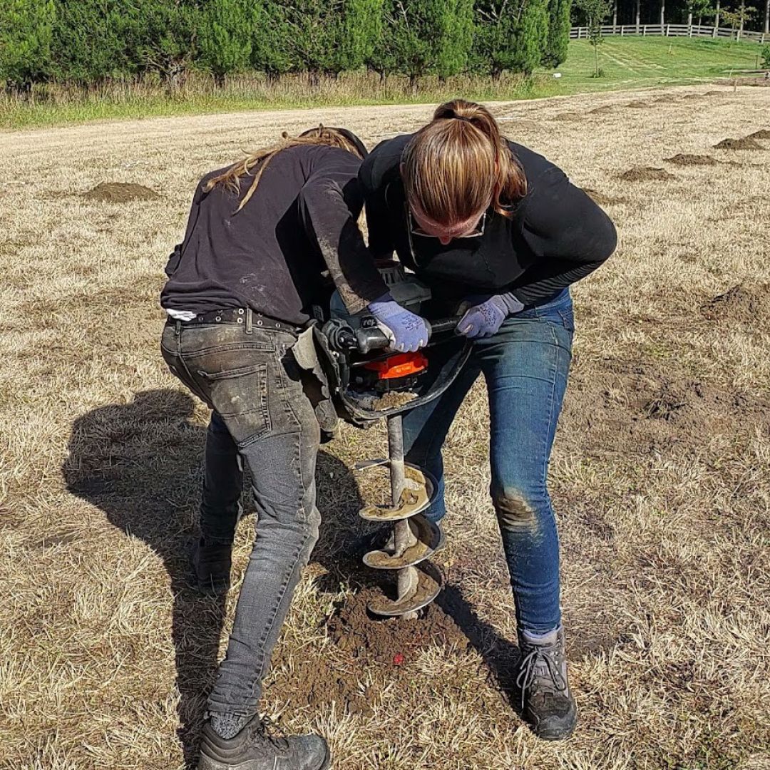 Two people using a power auger to drill a hole in dry grass, likely for planting or installing posts, with trees and a fence in the background—just the kind of project featured on the Rhodo Direct Home Page.