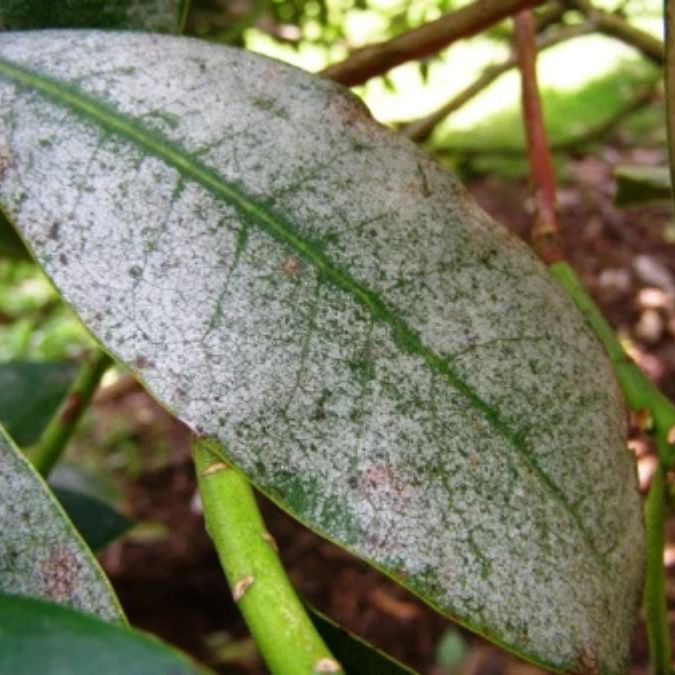 Close-up of a green leaf covered with a white, powdery substance, indicating signs of a fungal infection such as powdery mildew—an issue often addressed on the Rhodo Direct home page.