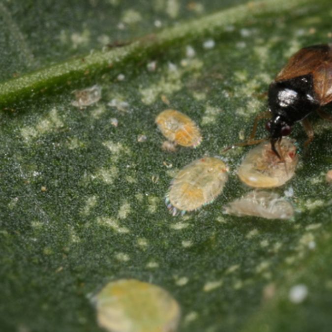 A close-up of a bug on a green leaf surrounded by several small, oval, yellowish pests—perfect for illustrating common garden issues on the Rhodo Direct Home Page.
