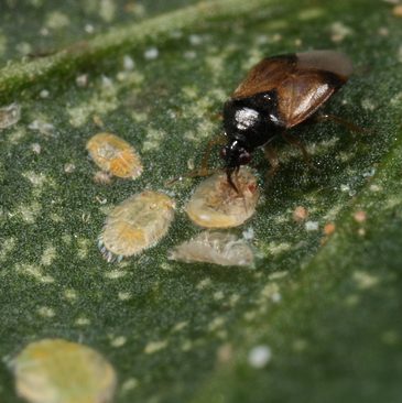 A small black and brown insect is on a green leaf near several oval-shaped scale insects, demonstrating natural pest control ideal for organic gardening.