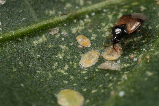 A small black and brown insect is on a green leaf near several oval-shaped scale insects, demonstrating natural pest control ideal for organic gardening.
