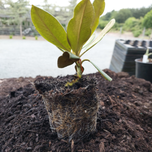 A small plant with exposed roots sits on a mound of soil, ready for potting up outdoors. Black plastic pots are visible in the background as Lisa prepares for the next step.
