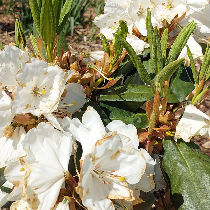 A cluster of resilient rhododendrons with some brown-edged white flowers and green leaves, photographed outdoors in bright sunlight, shows how hot winds have shaped their natural beauty.