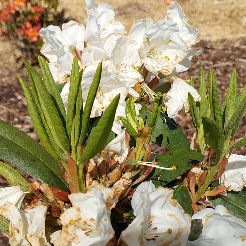 White rhododendron flowers with wilted petals and green leaves, set against mulch and dried grass, show the resilience of these resilient rhododendrons enduring hot winds.