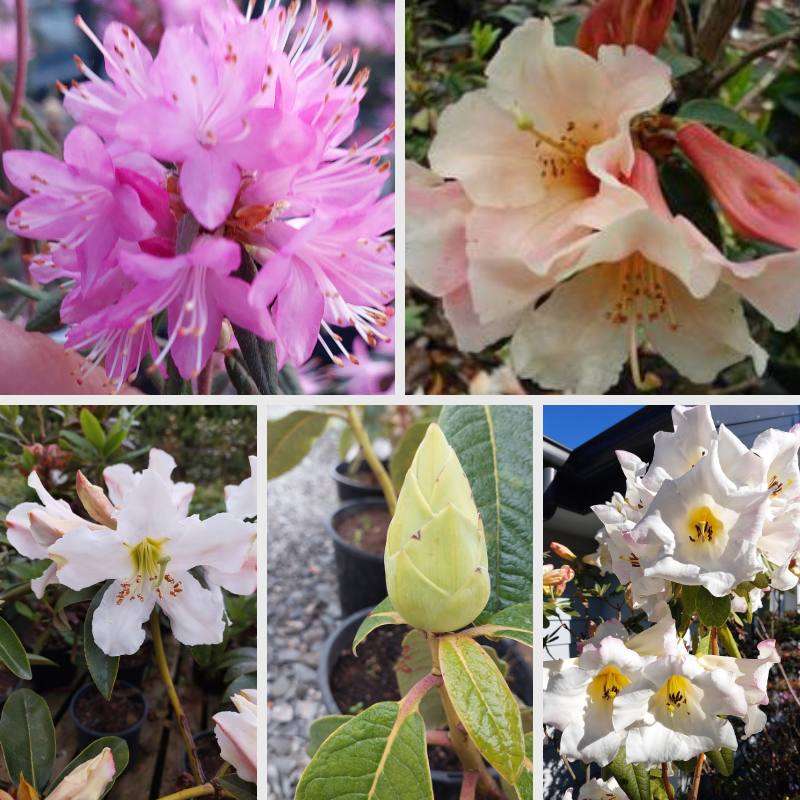 A collage of five images showcasing fragrant rhododendrons and a rhododendron bud in a plant nursery setting invites you to discover rhododendrons in all their vibrant beauty.