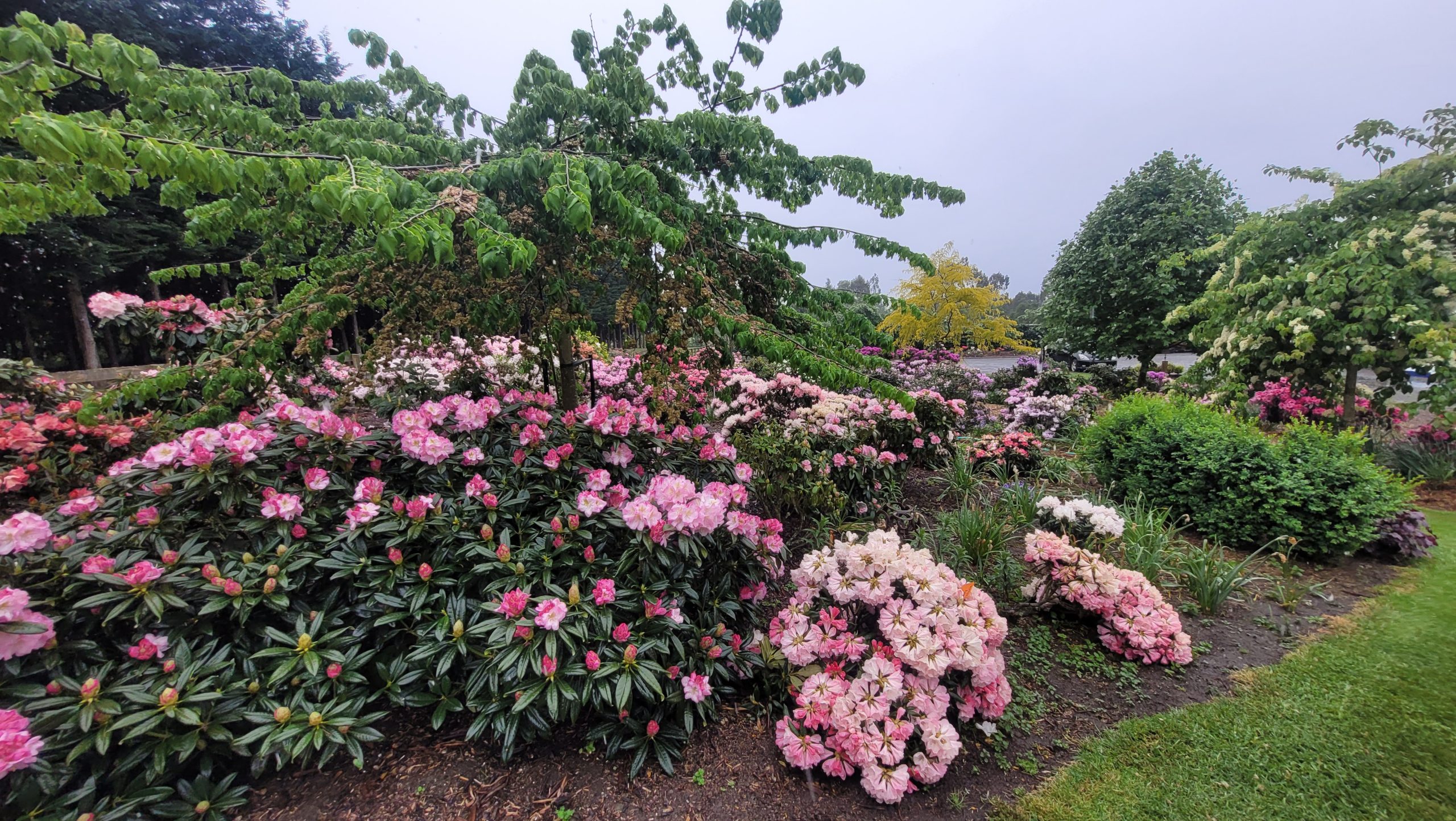 A garden with blooming pink and white rhododendrons from Rhodo Direct, surrounded by green shrubs and trees under an overcast sky—perfect inspiration for your home page.