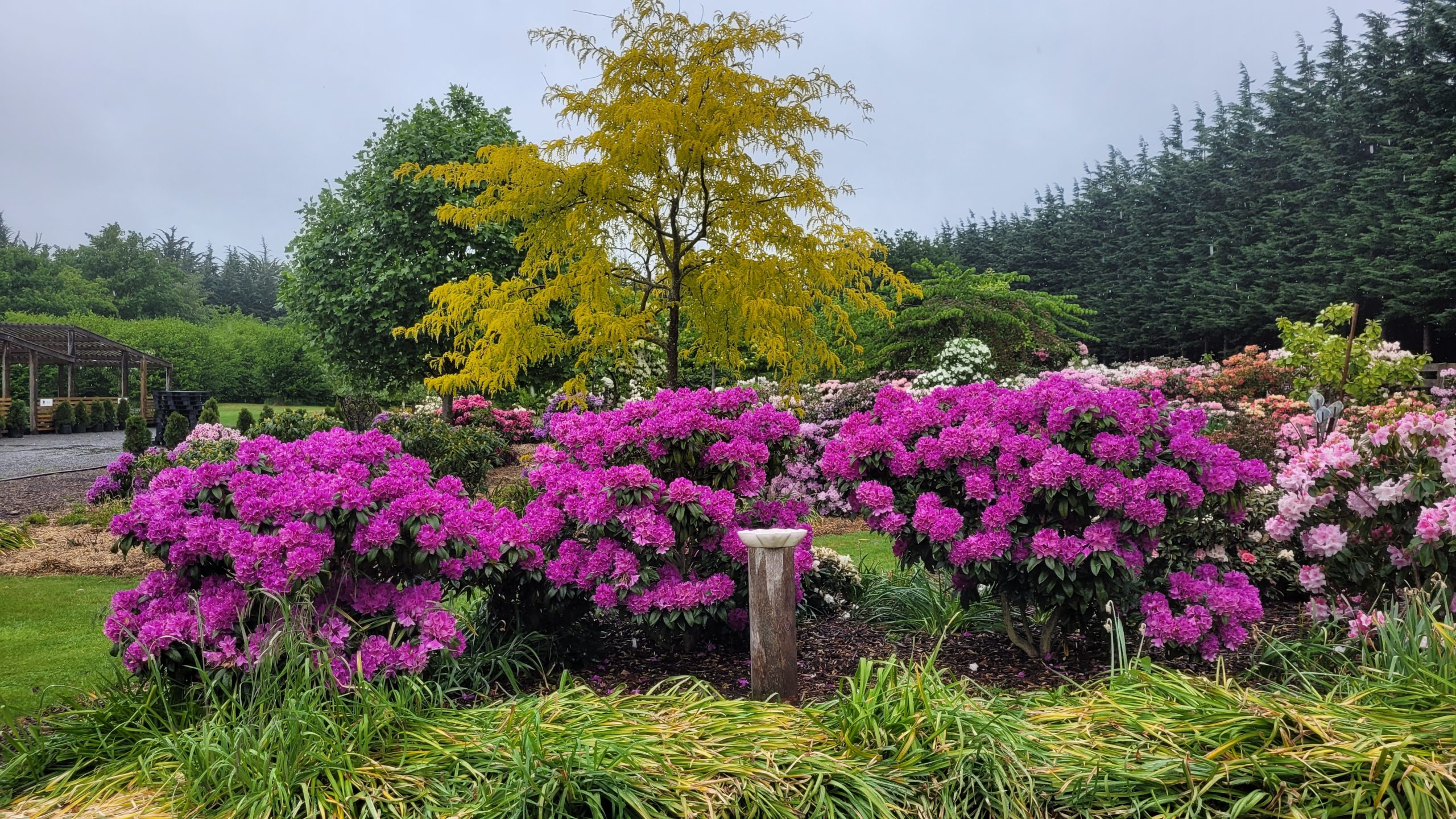 A landscaped garden featured on the Rhodo Direct home page, with bright pink rhododendrons, a small yellow-leaved tree, and lush greenery under an overcast sky.