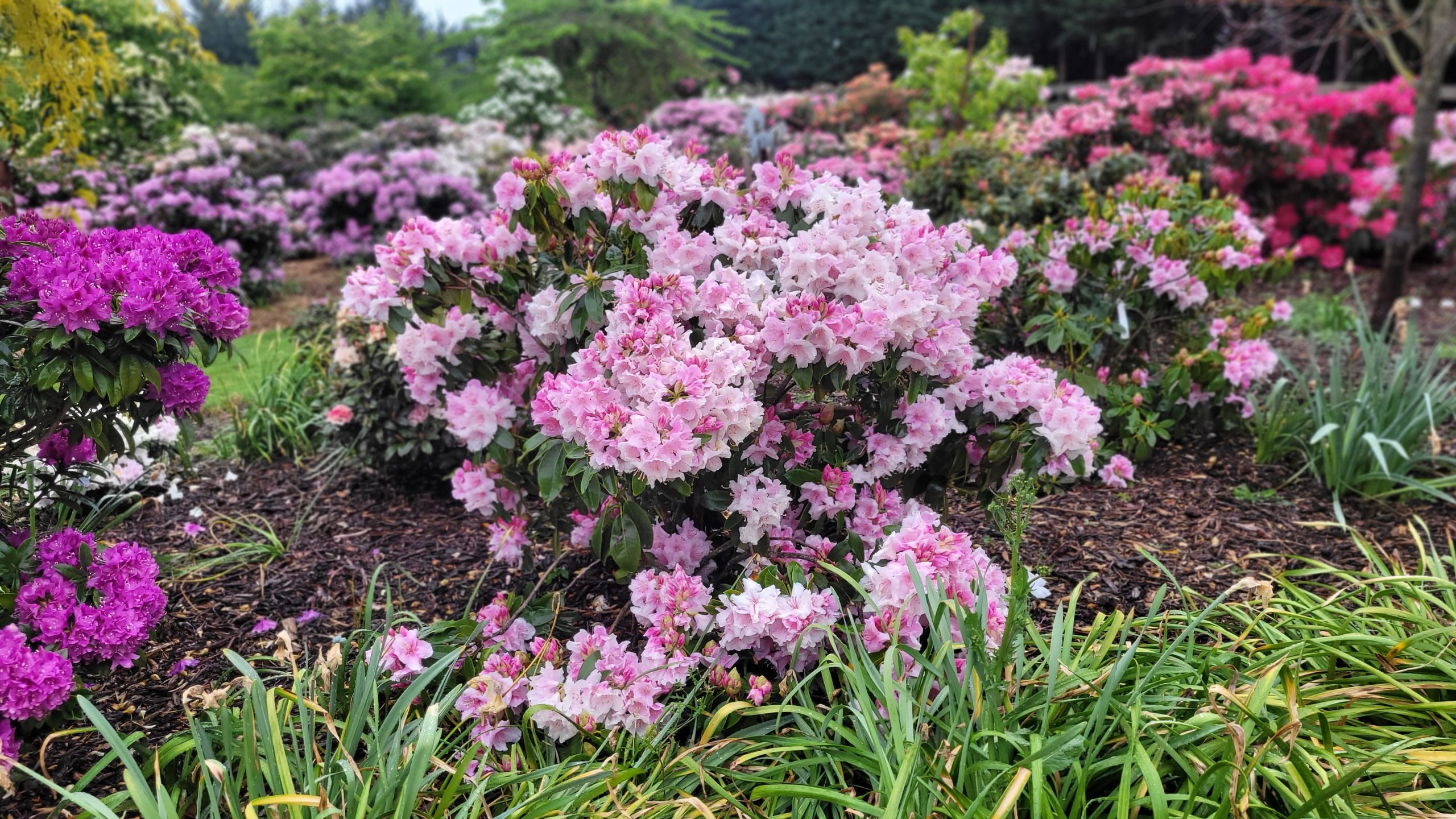 Bushes with pink and purple rhododendron flowers from Rhodo Direct grow among greenery and mulch in a landscaped garden.