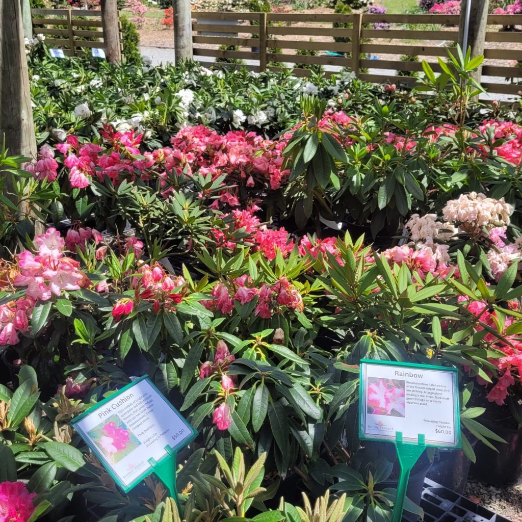 Rows of potted flowering rhododendron plants with pink and white blooms are displayed outdoors at a garden center, with informational signs and a wooden fence in the background—an inviting scene from the Rhodo Direct home page.