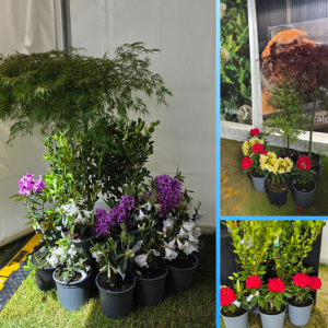 Several potted plants and flowers, including RhodoDirect rhododendrons with purple and white blooms and green shrubs, are arranged on grass inside a tent and in two smaller outdoor displays.