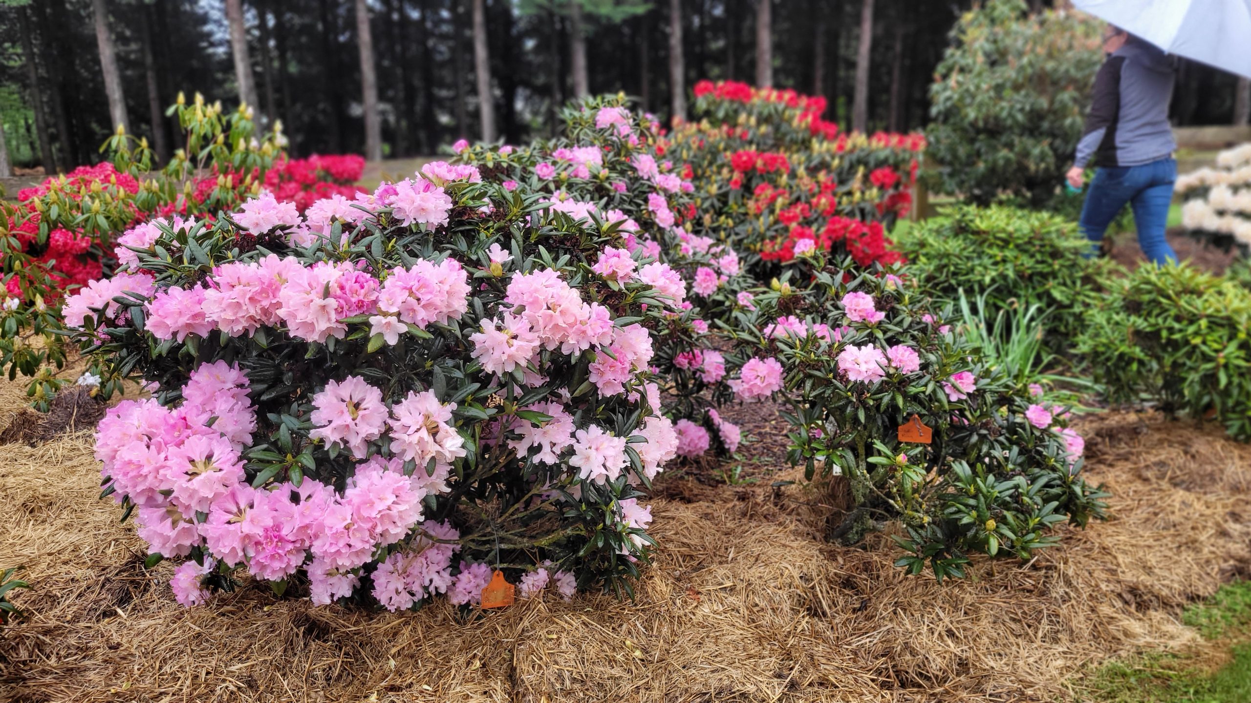 Pink and red Rhodo flowering bushes brighten a mulched garden bed, with a person holding an umbrella walking in the background—a beautiful scene for Rhodo Direct’s home page.