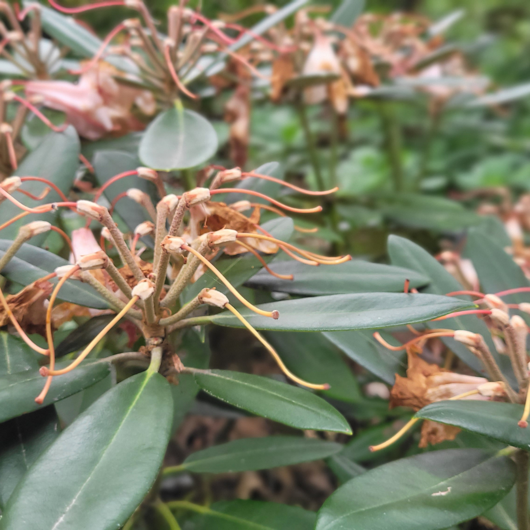 Close-up of a rhododendron bush with wilted flowers and elongated stamens among green leaves, ideal for learning de-heading techniques from the November Growing Guide.