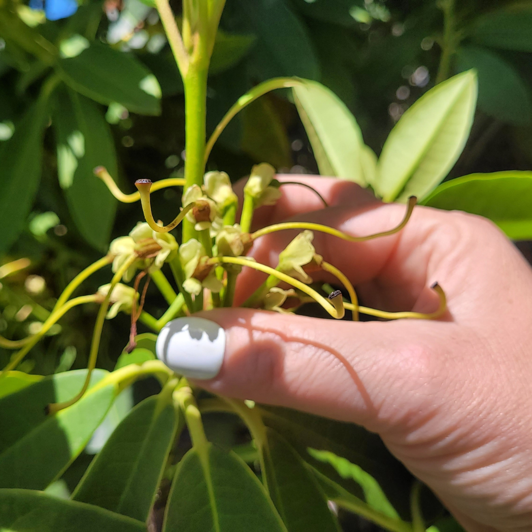 A hand with white-painted nails holds a cluster of greenish-yellow flowers among green leaves outdoors, perfect for demonstrating de-heading techniques in your November Growing Guide.