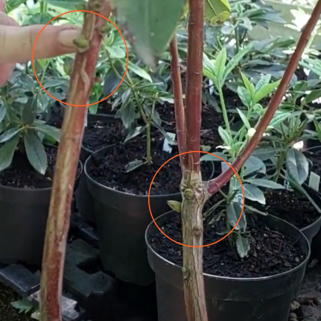 Close-up of two potted plants with orange circles highlighting budding areas on the stems—ideal for pruning tips—surrounded by other potted plants in the background.