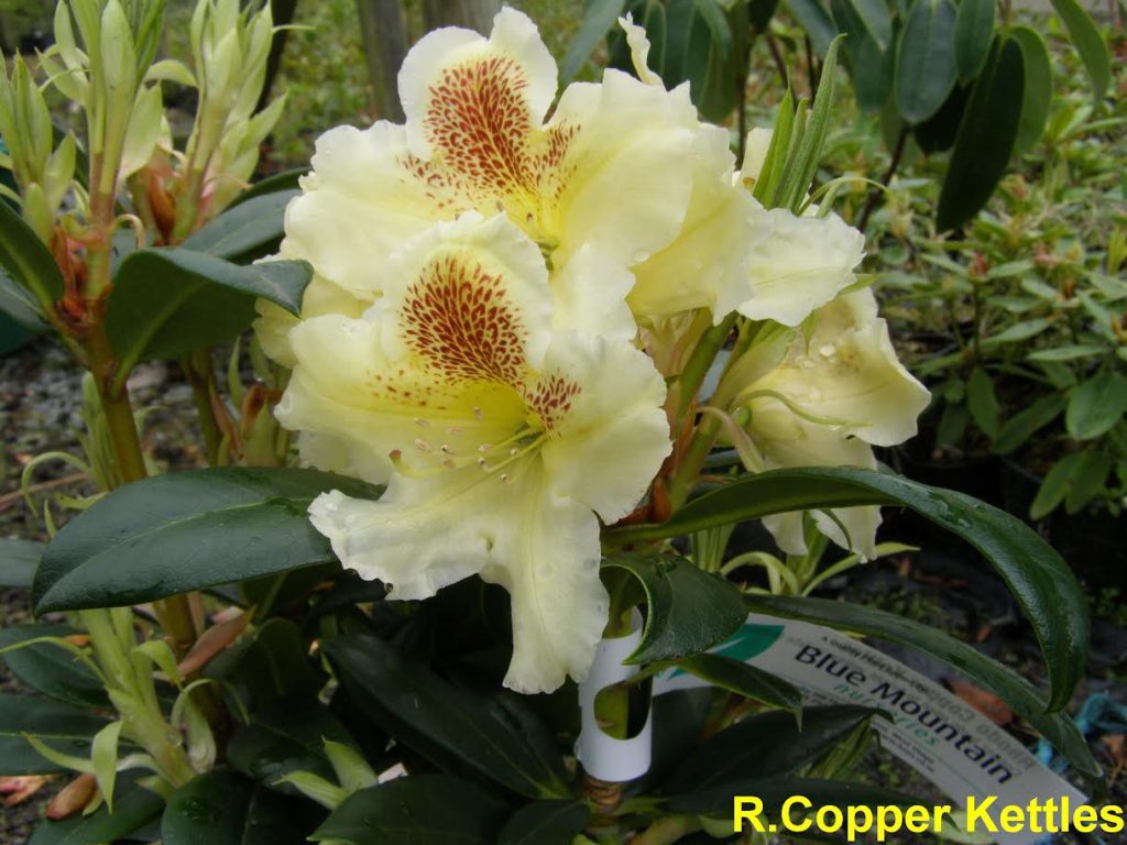 Rhododendron Copper Kettle