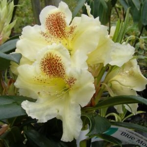 Pale yellow Rhododendron Copper Kettle flowers with reddish speckles bloom among dark green leaves. A plant tag and the text "Rhododendron Copper Kettle" are visible in the image.