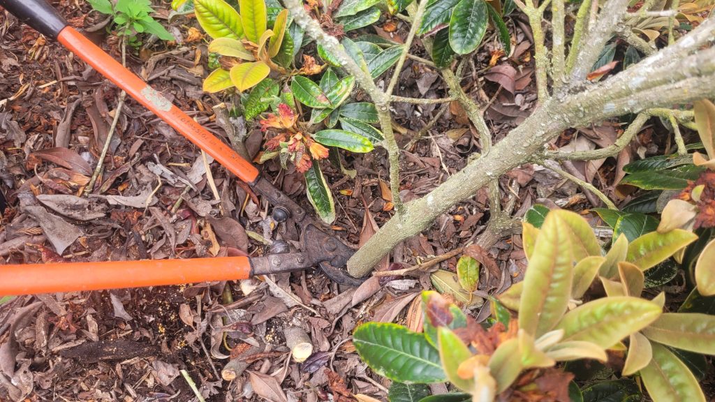 Pruning away dead wood