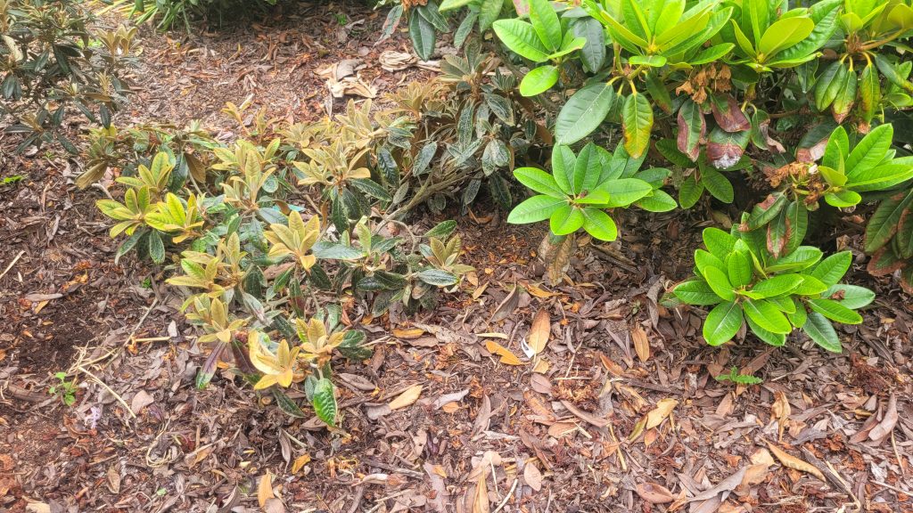 Several shrubs, including vibrant rhododendrons with green and yellowing leaves, grow in mulched soil surrounded by dried leaves and plant debris.