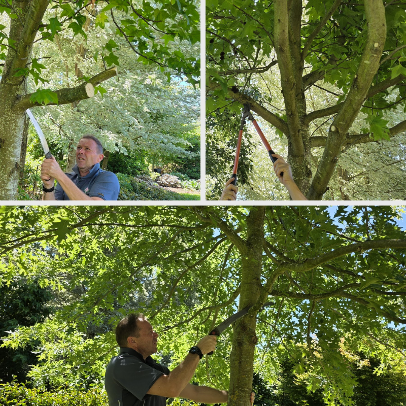 A person uses a hand saw to prune branches from a leafy tree in a sunlit garden, revealing the secret to healthy growth amid blooming rhododendron flowers, shown from different angles.