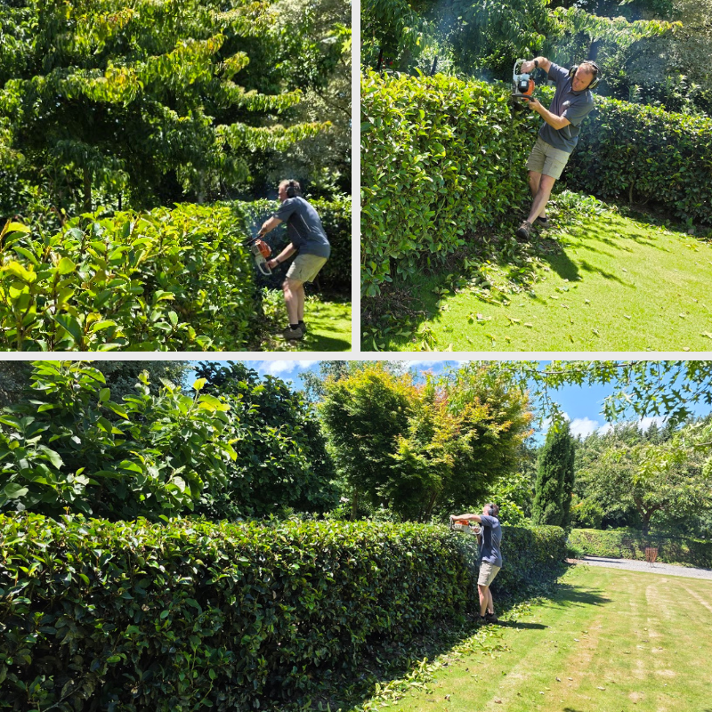 A person uses a hedge trimmer to cut a tall hedge in a sunny garden, following Steve’s Secret for perfect hedges, with trimmed leaves scattered on the grass.