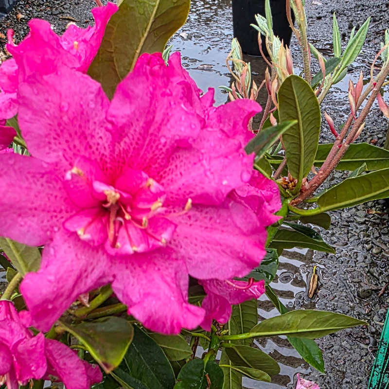 Close-up of the Rhododendron Double Date flower in bright pink, with water droplets on its petals and leaves, set against wet gravel and puddles—showcasing nature’s beauty after the rain.