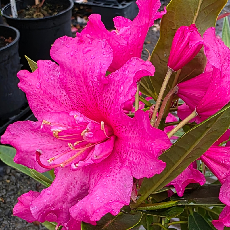 Rhododendron Double Date features bright pink flowers with water droplets on lush green leaves, set against black plant pots—an ideal choice to add vibrant beauty to your garden.