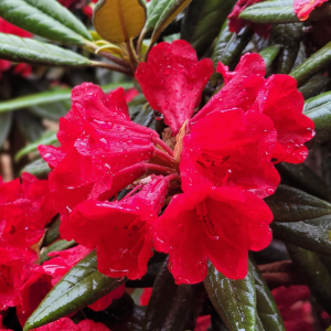 Vivid red flowers of the Rhododendron Gwilt King Red glisten with raindrops, set against a backdrop of lush green leaves.