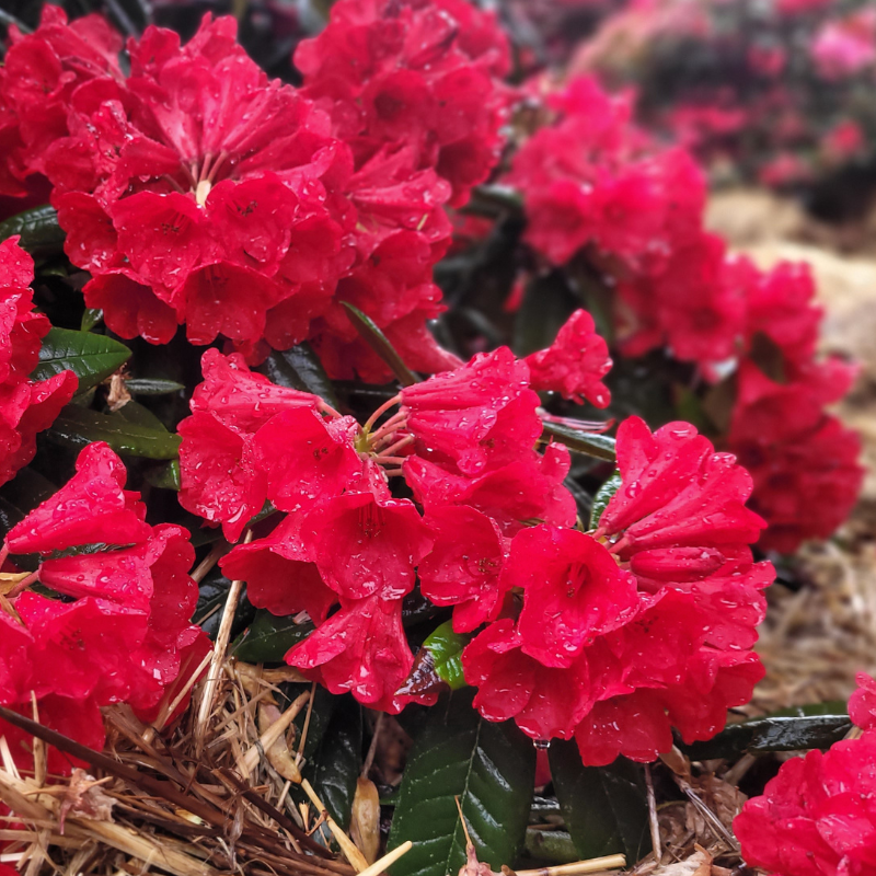 Rhododendron Gwilt King Red flowers shine with water droplets on their bright red petals, set among dark green leaves and straw mulch.