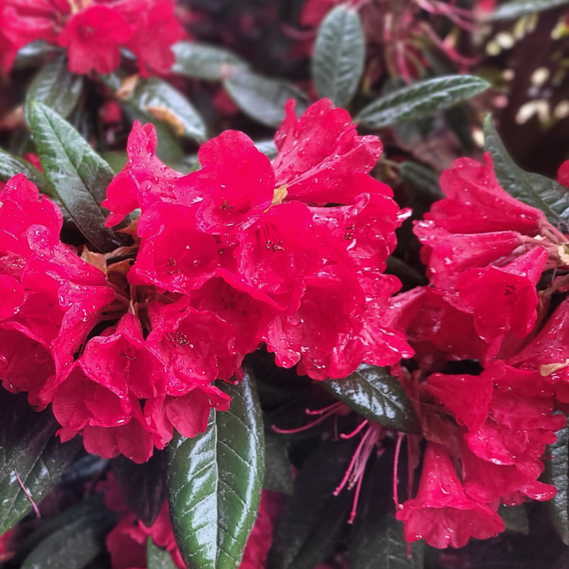 Close-up of Rhododendron Gwilt King Red flowers, vibrant red blooms with green leaves and water droplets.