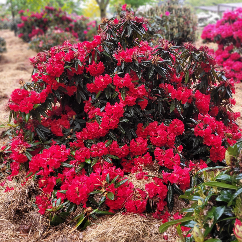 A Rhododendron Gwilt King Red, featuring clusters of bright red flowers and dark green leaves, grows in a garden bed covered with straw mulch.