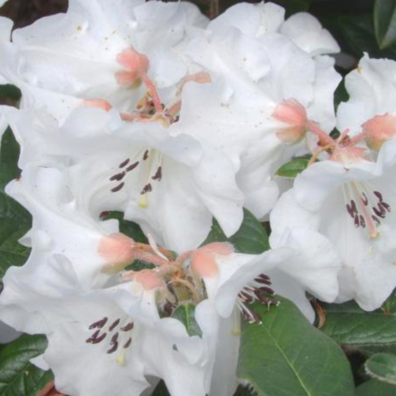 Close-up of Rhododendron Spiciferum: white flowers with pink centers and prominent stamens, surrounded by the green foliage of this elegant evergreen shrub.