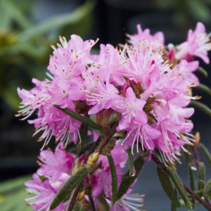 Close-up of Rhododendron Spiciferum showing a cluster of pink flowers with thin, elongated petals and green leaves in the background.