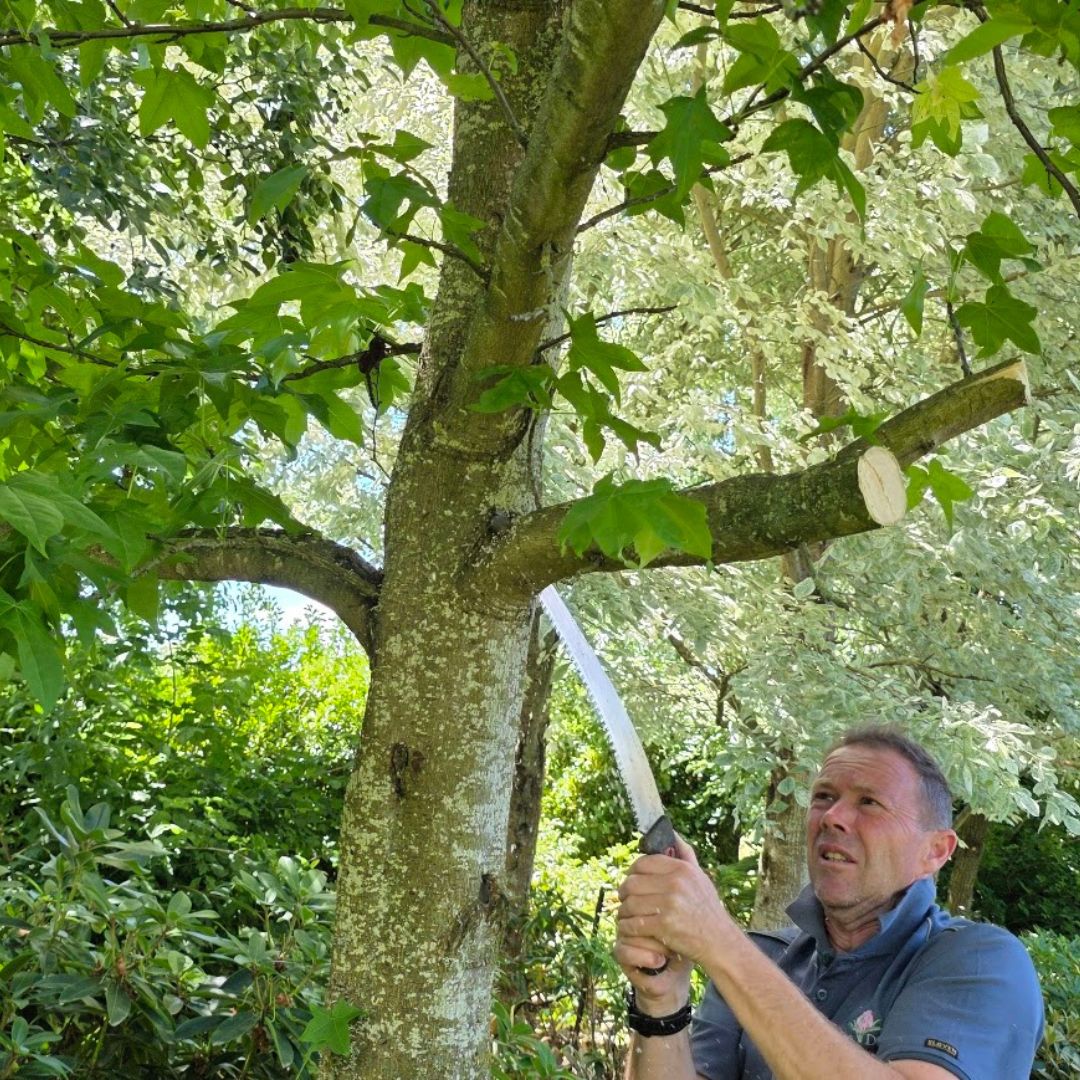 A man uses a hand saw to cut a branch from a tree in a sunlit garden with dense green foliage, showcasing the gardening expertise featured on the Rhodo Direct Home Page.