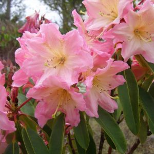 A cluster of Rhododendron Pretty Jessica blooms with pink petals, yellow centers, and long green leaves stands out against an outdoor backdrop featuring trees.