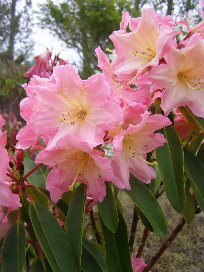 Rhododendron Pretty Jessica