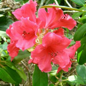 Rhododendron Red Cloud displays vibrant pink blooms amidst lush green foliage.