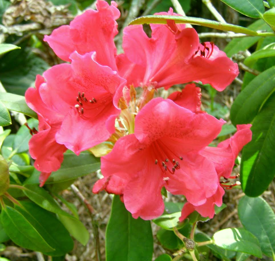 Rhododendron Red Cloud