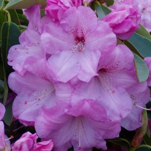 Close-up of Rhododendron Sugar Pink, featuring clusters of large, light pink flowers with darker pink accents and green leaves in the background.