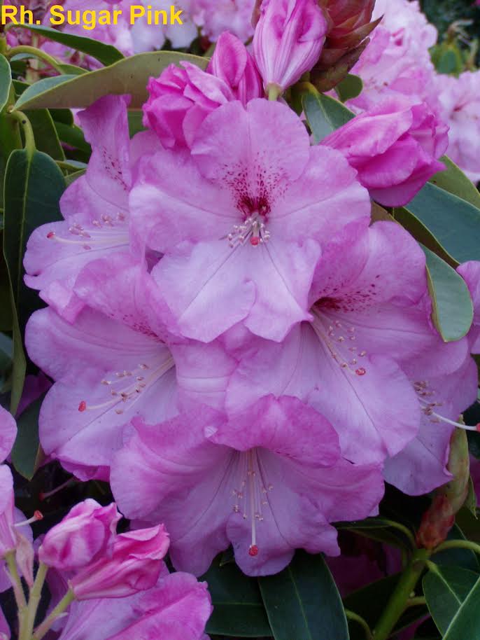 Rhododendron Sugar Pink